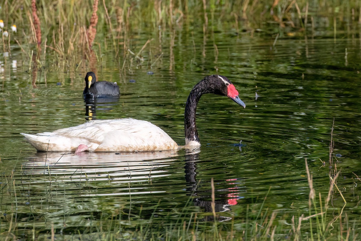 Black-necked Swan - ML615407385