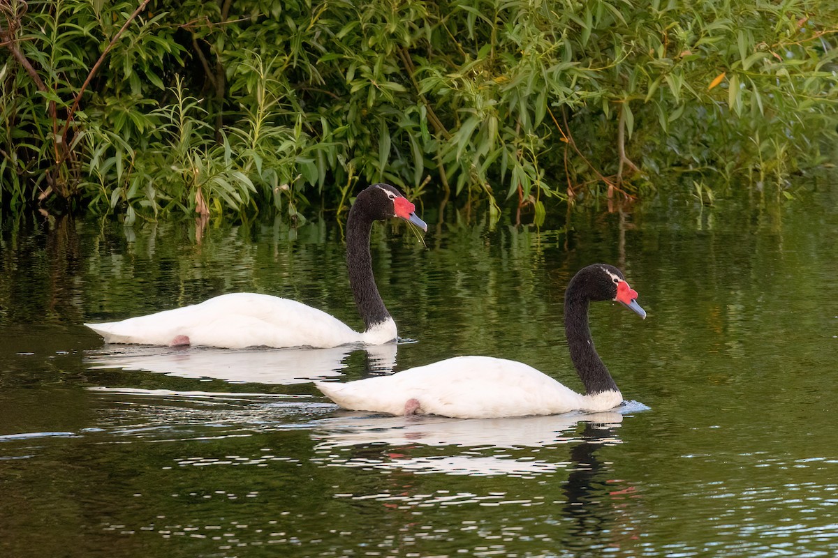 Black-necked Swan - ML615407386