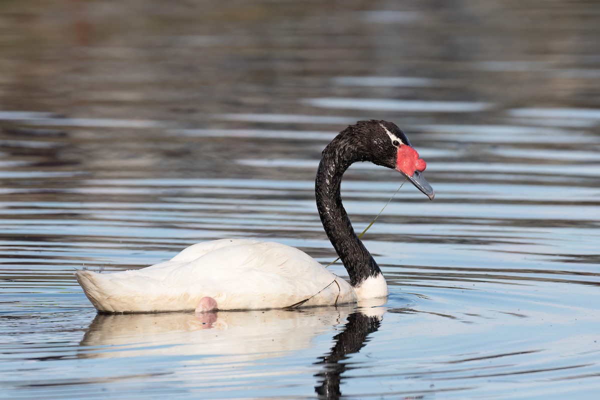 Black-necked Swan - ML615407387