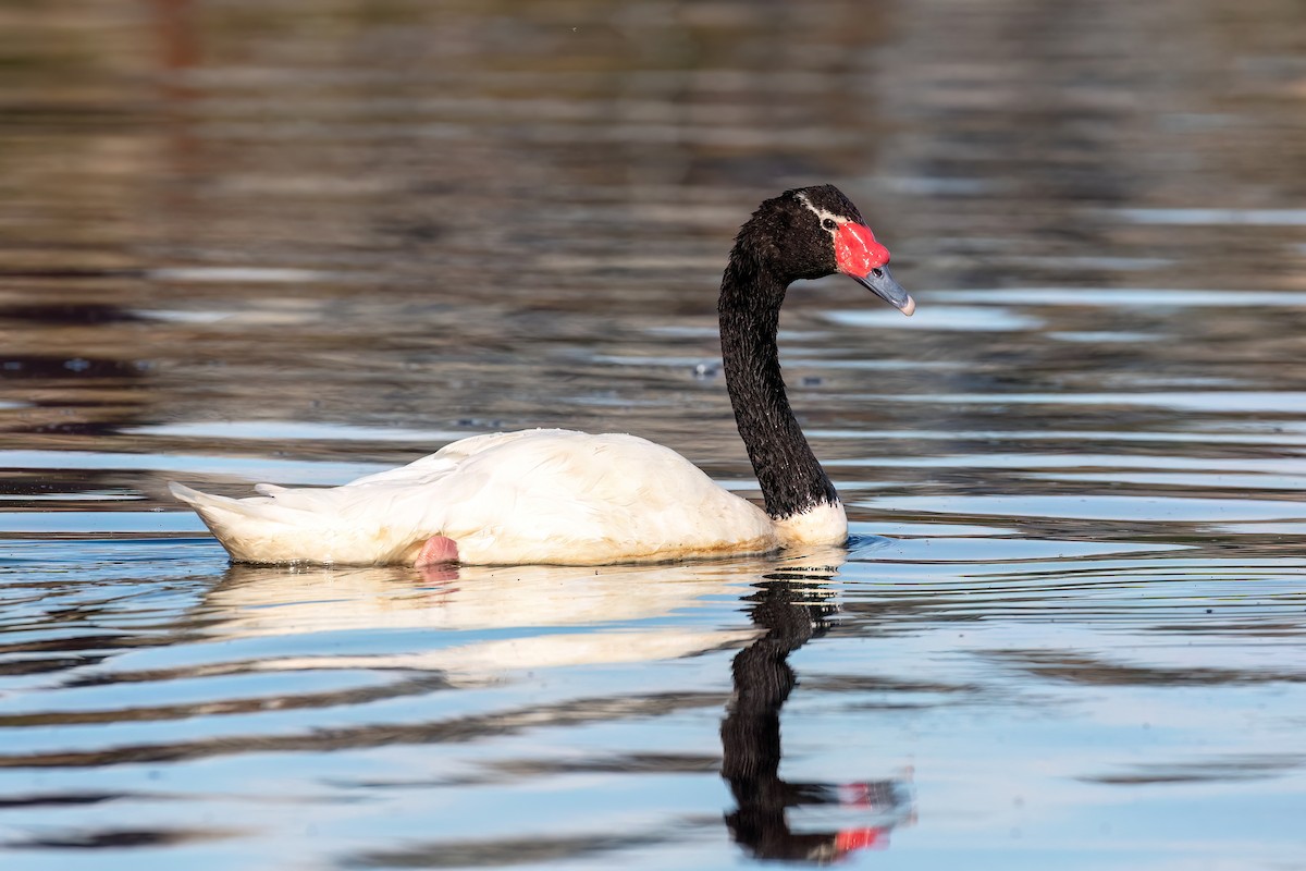 Black-necked Swan - ML615407388