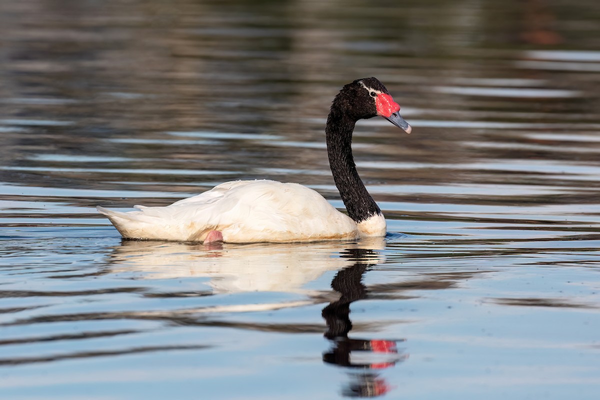 Black-necked Swan - ML615407389