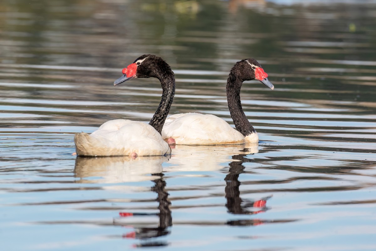 Black-necked Swan - ML615407390