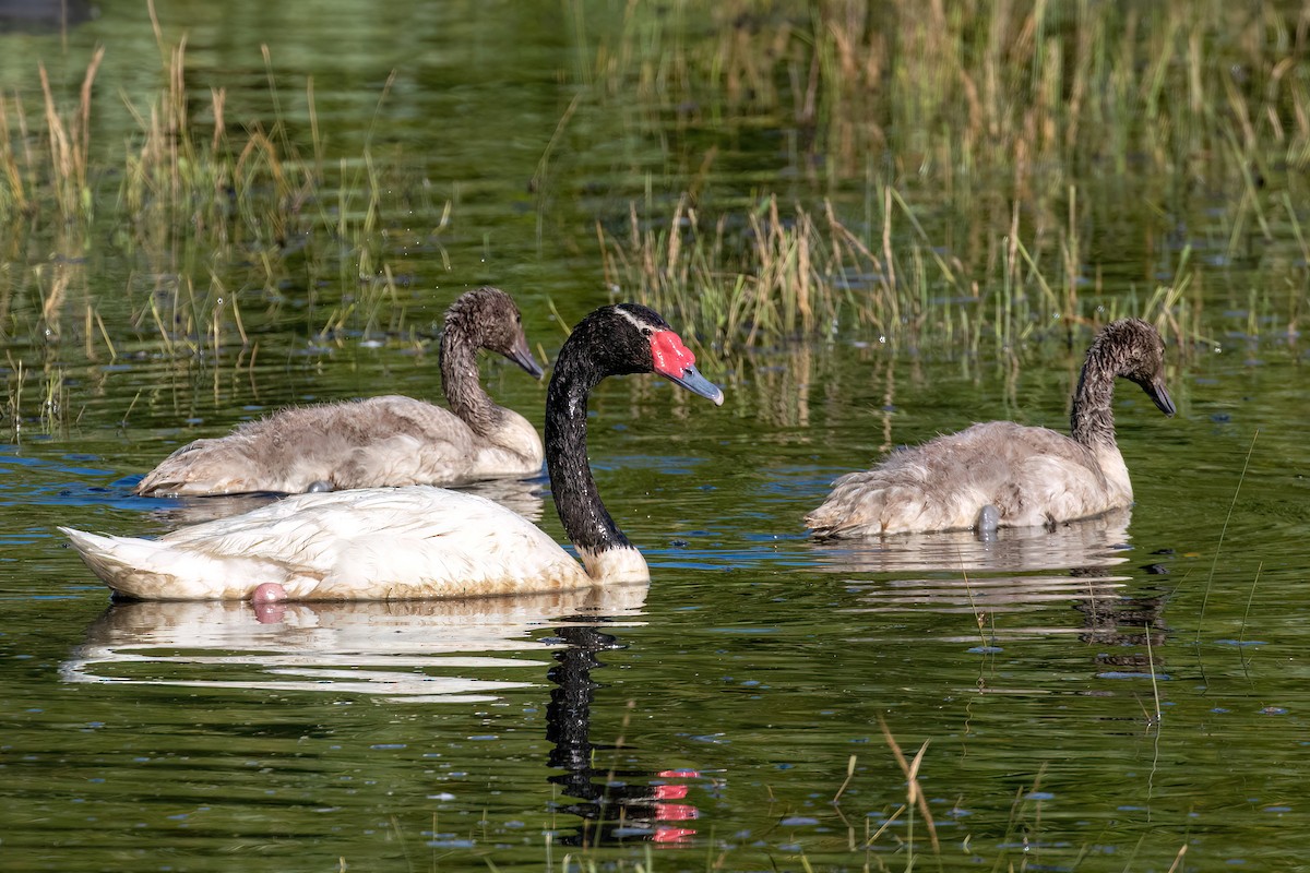 Black-necked Swan - ML615407391