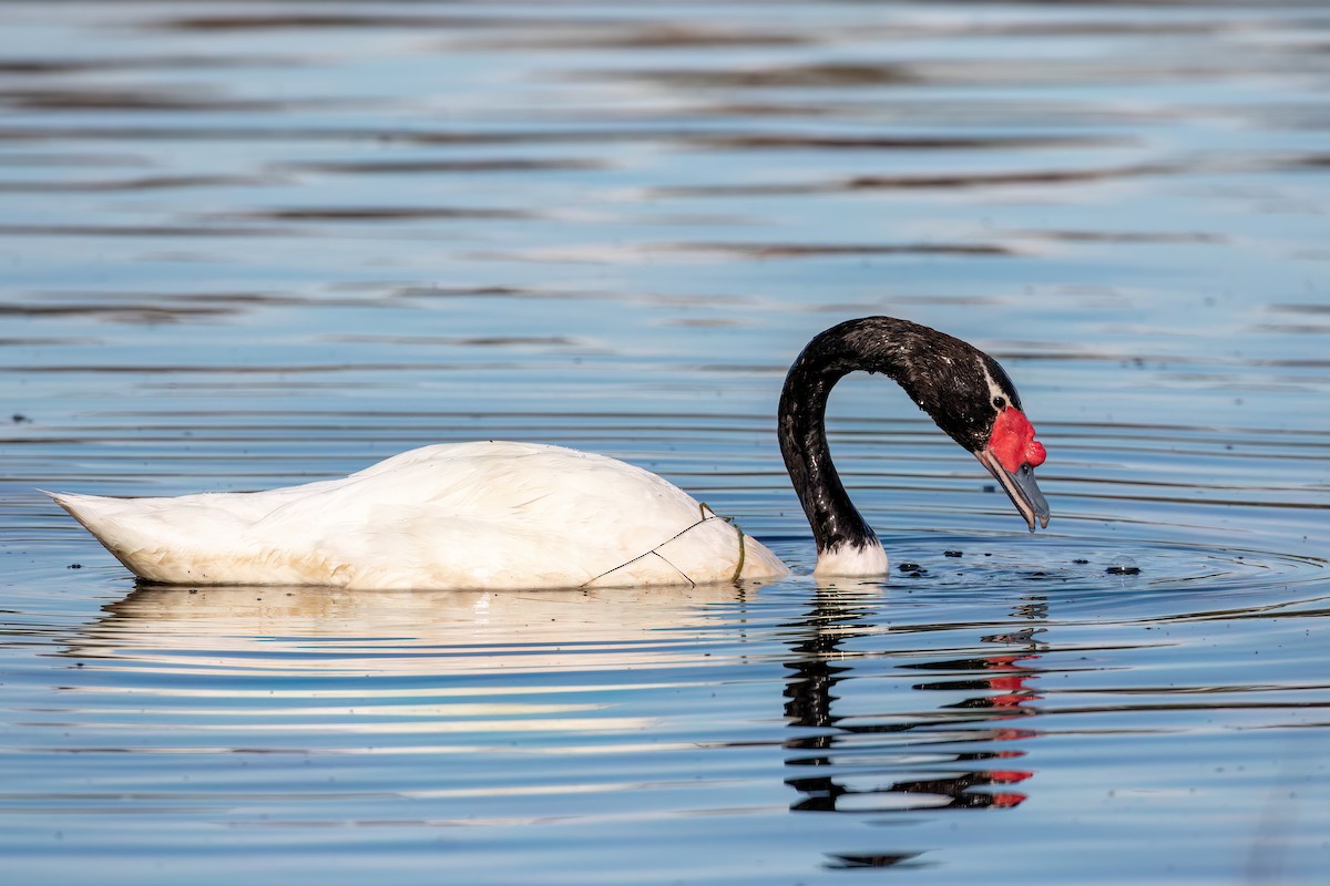 Black-necked Swan - ML615407392