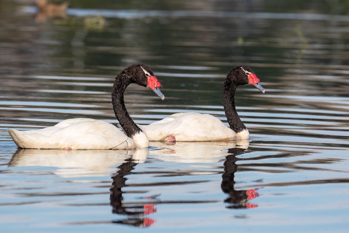 Black-necked Swan - ML615407393
