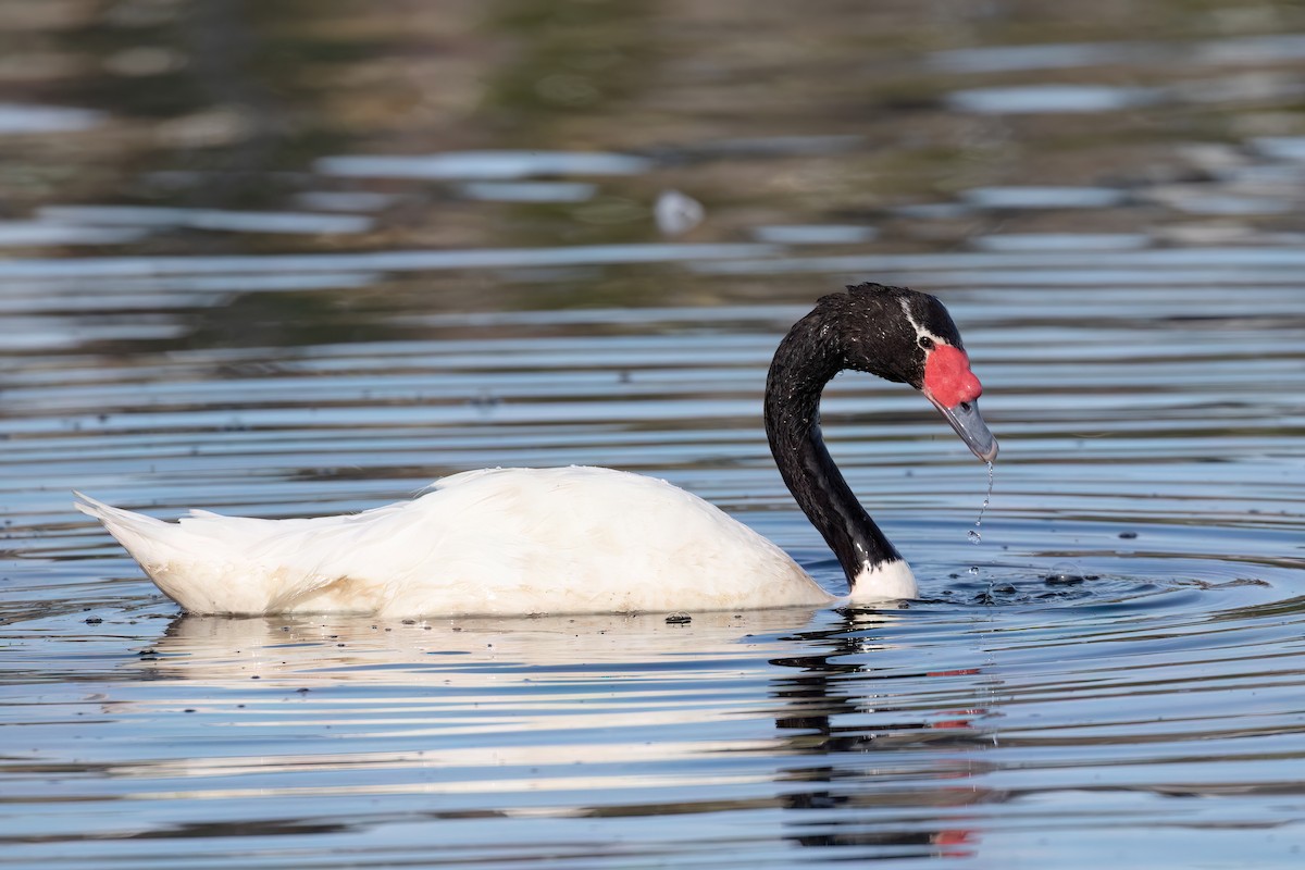 Black-necked Swan - ML615407394