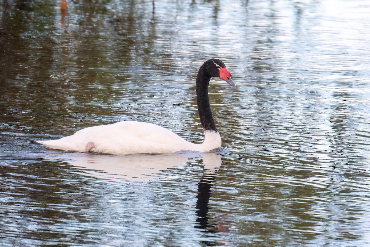 Black-necked Swan - ML615407395