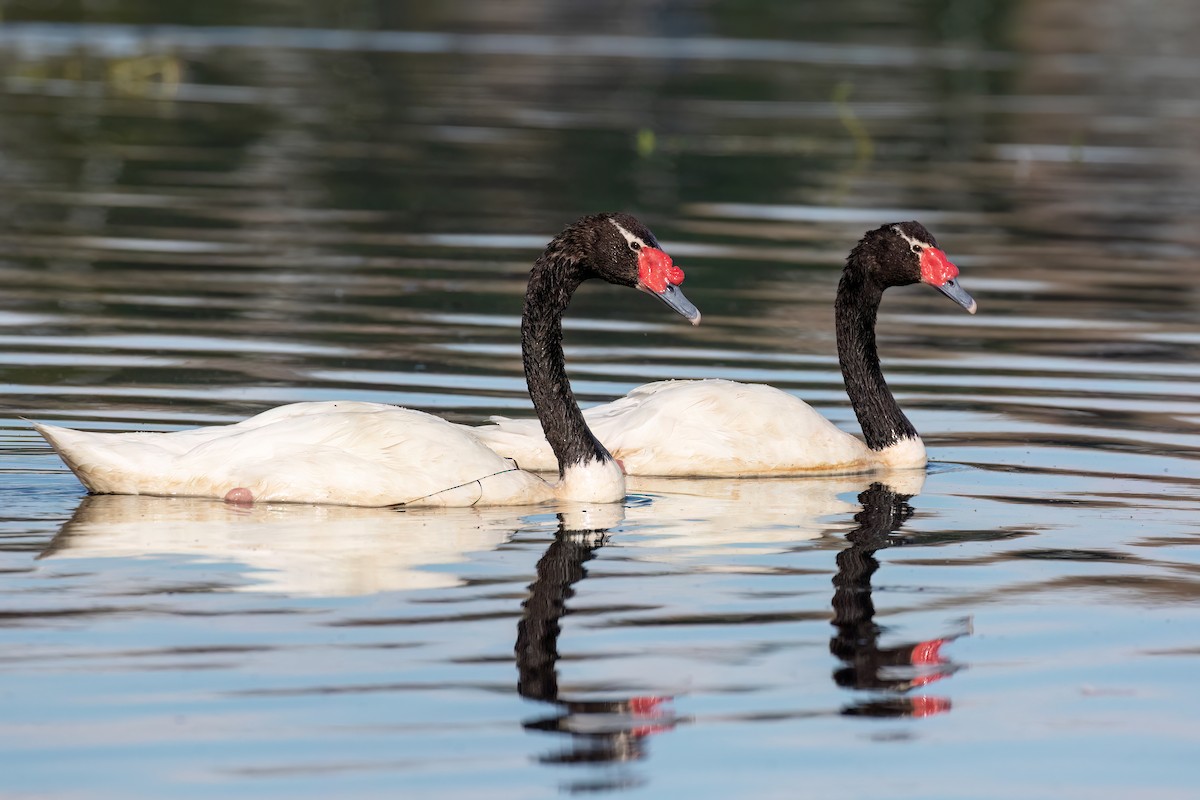 Black-necked Swan - ML615407396