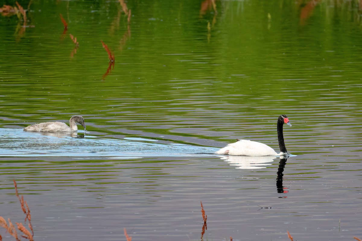 Black-necked Swan - ML615407397