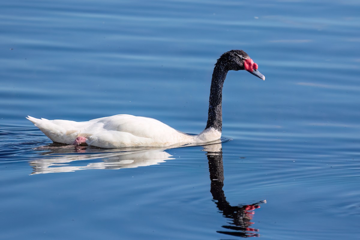 Black-necked Swan - ML615407398