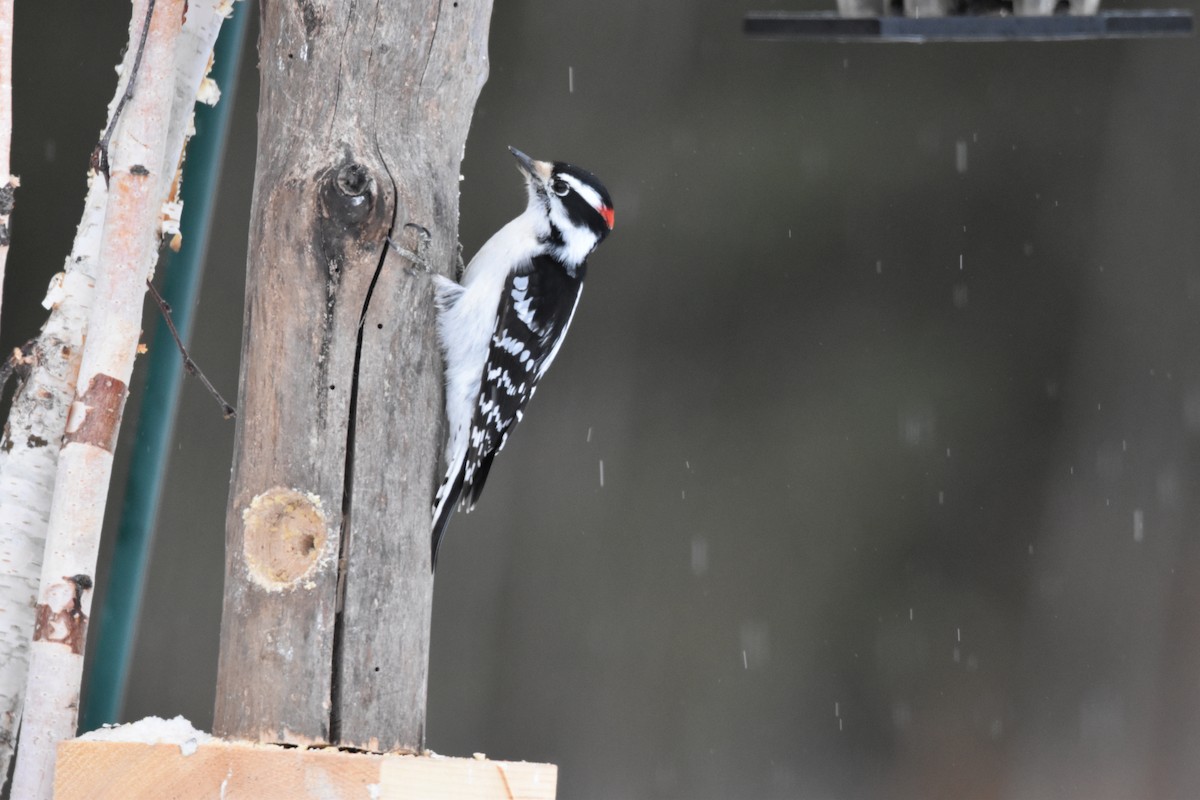 Downy Woodpecker - ML615407400