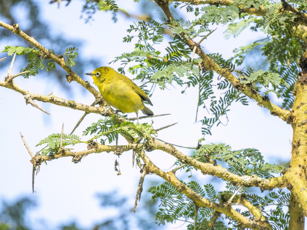 Northern Yellow White-eye - ML615407406