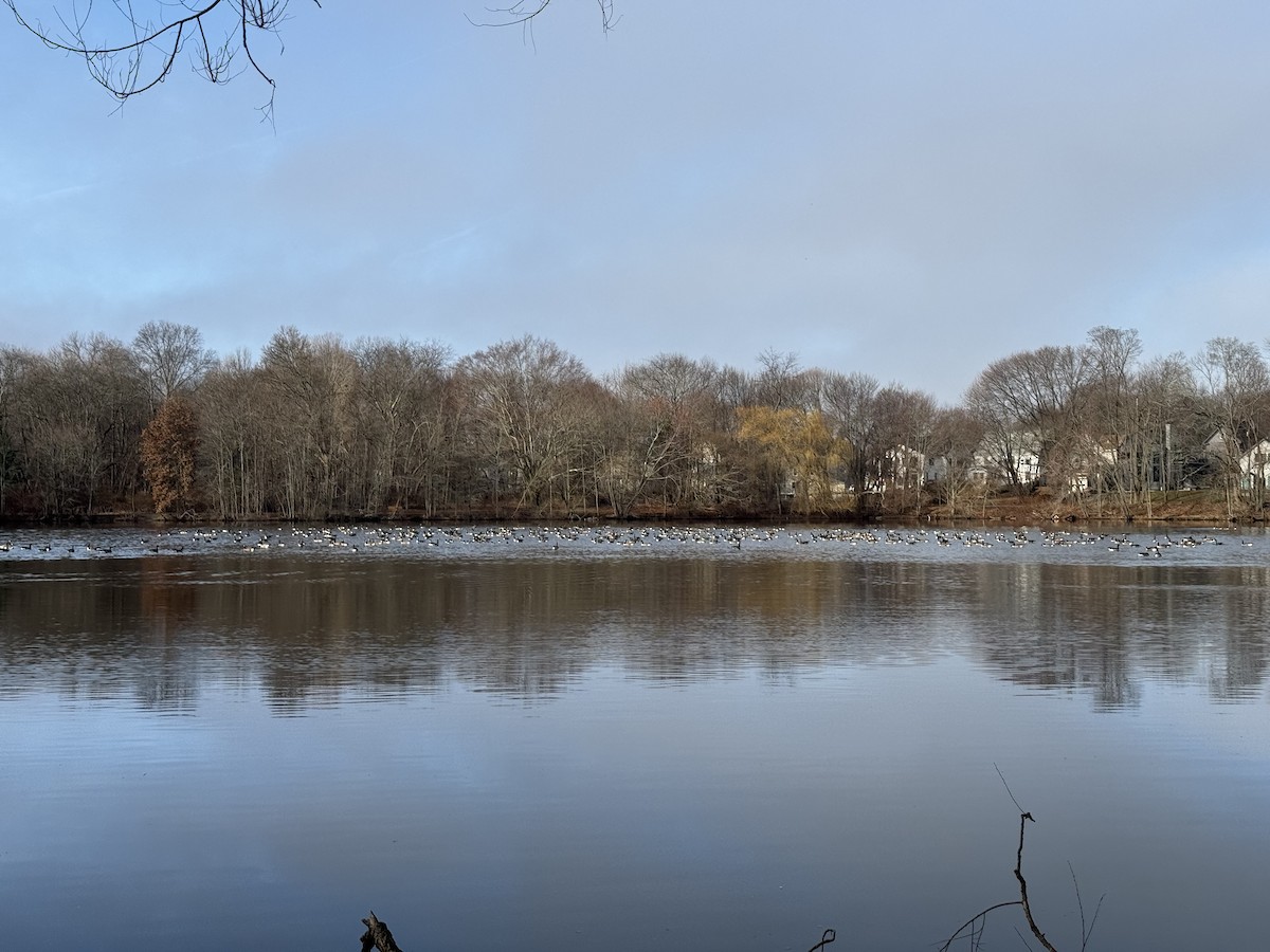 berneška velká - ML615407431