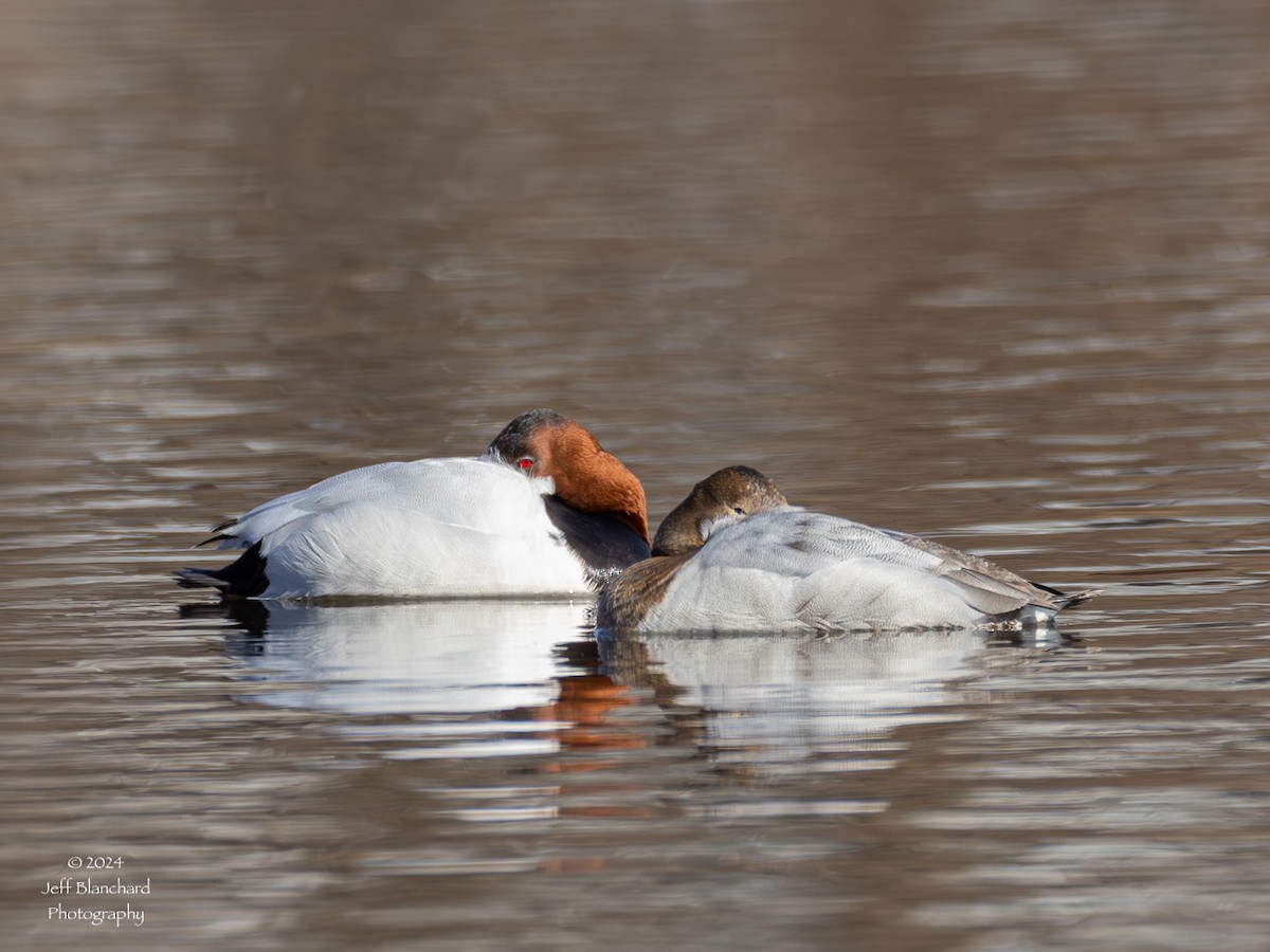 Canvasback - ML615407438