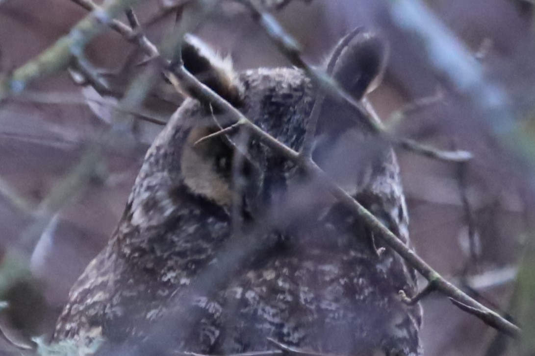 Long-eared Owl - ML615407484