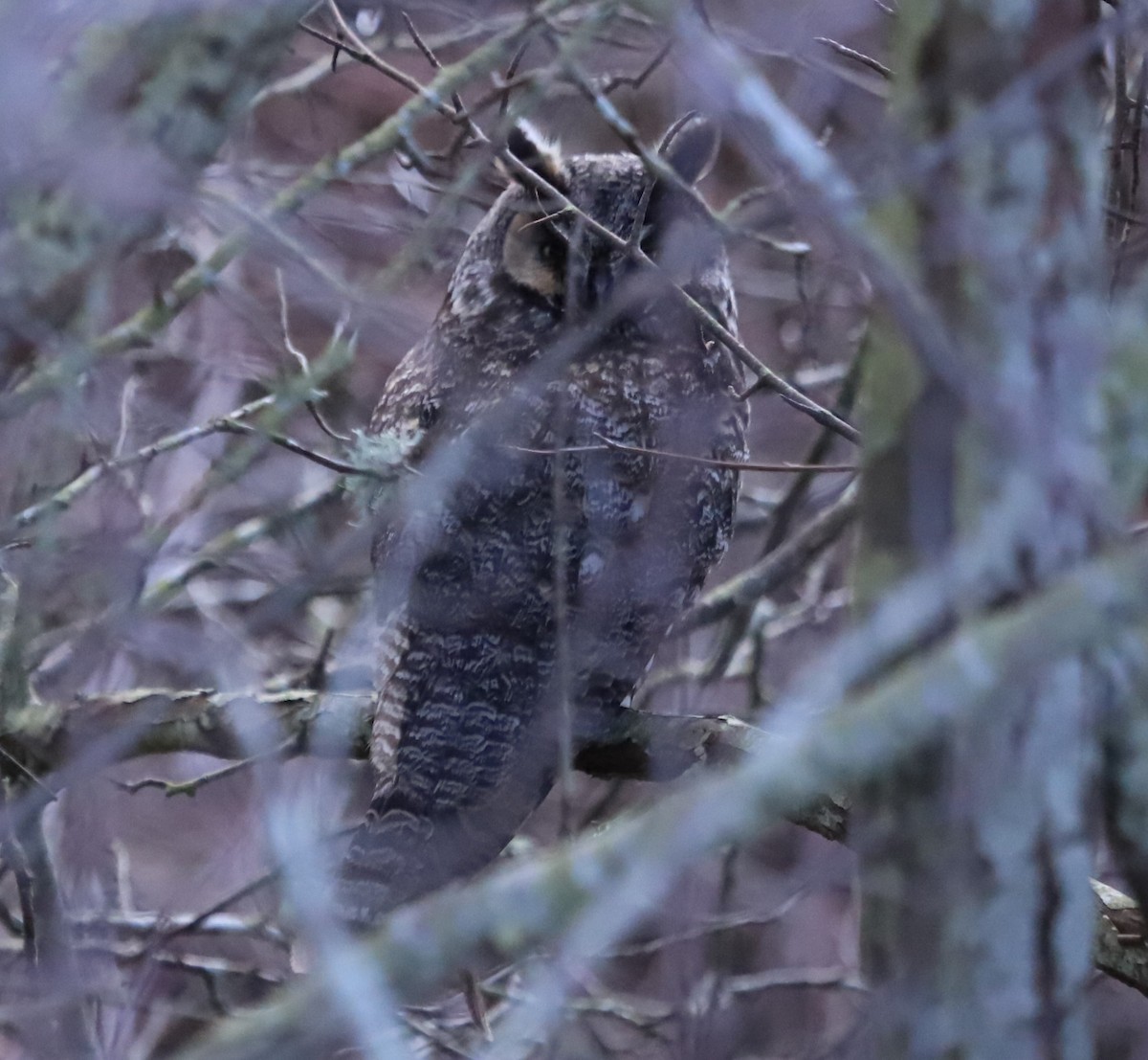 Long-eared Owl - ML615407485