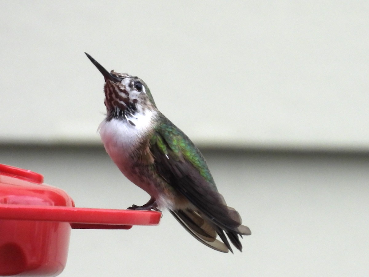 Calliope Hummingbird - ML615407502