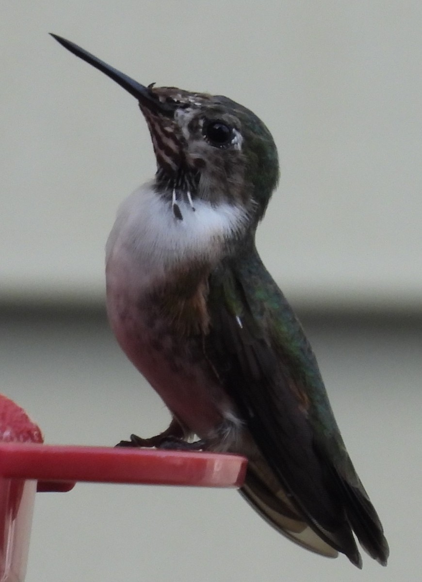 Calliope Hummingbird - ML615407503
