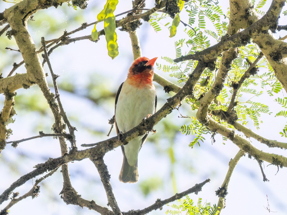 Red-headed Weaver - ML615407538