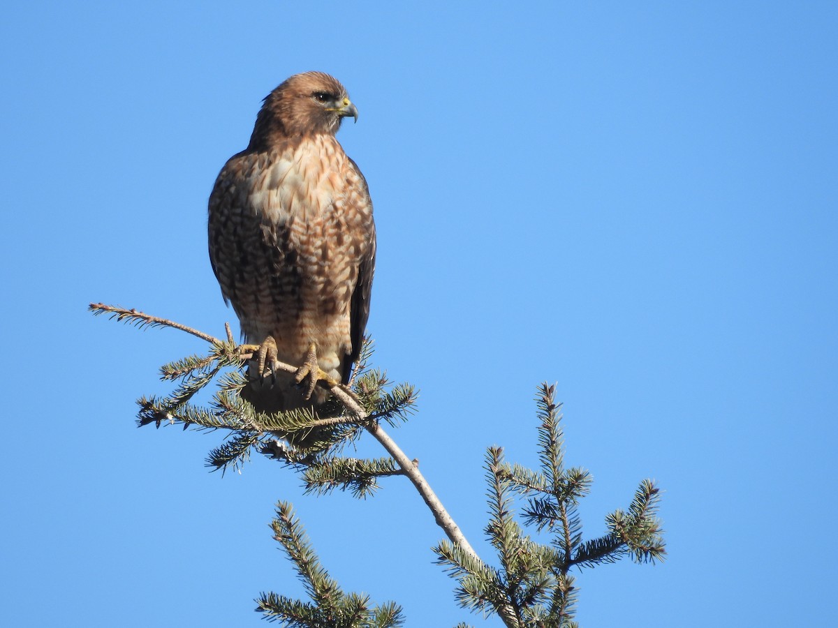 Red-tailed Hawk - ML615407570