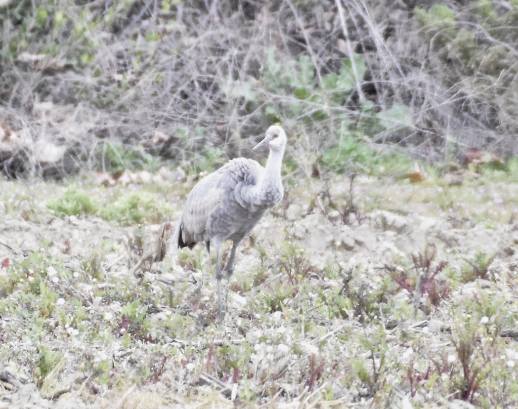 Grulla Canadiense - ML615407572