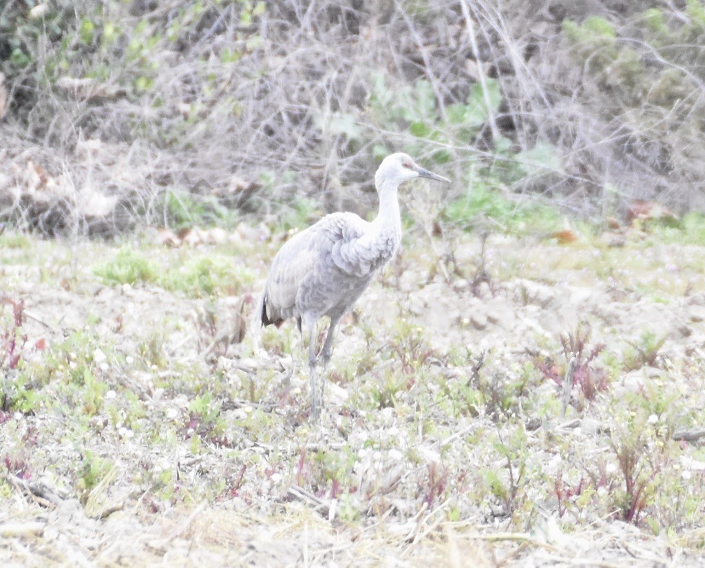 Sandhill Crane - ML615407577