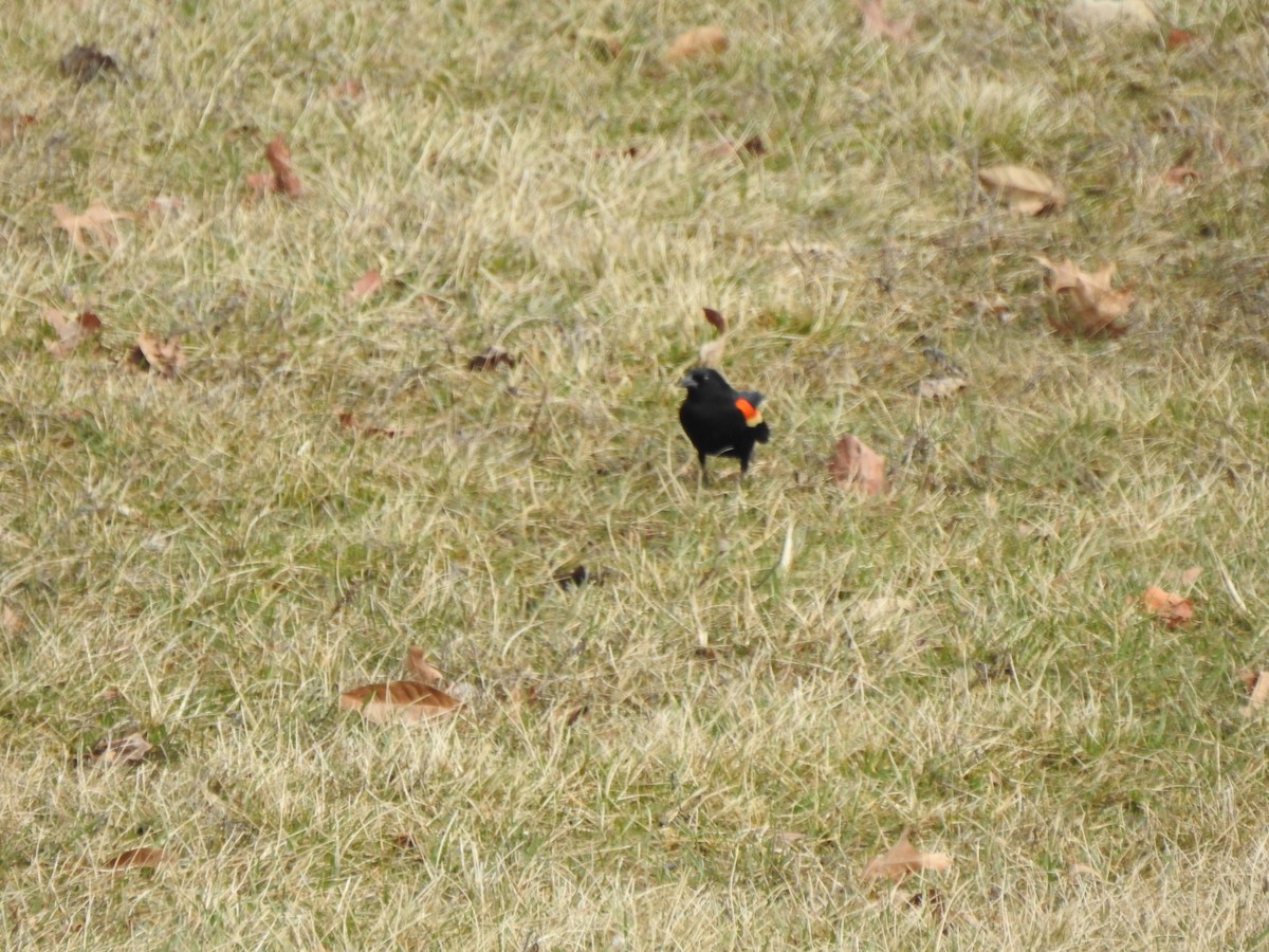 Red-winged Blackbird - ML615407585