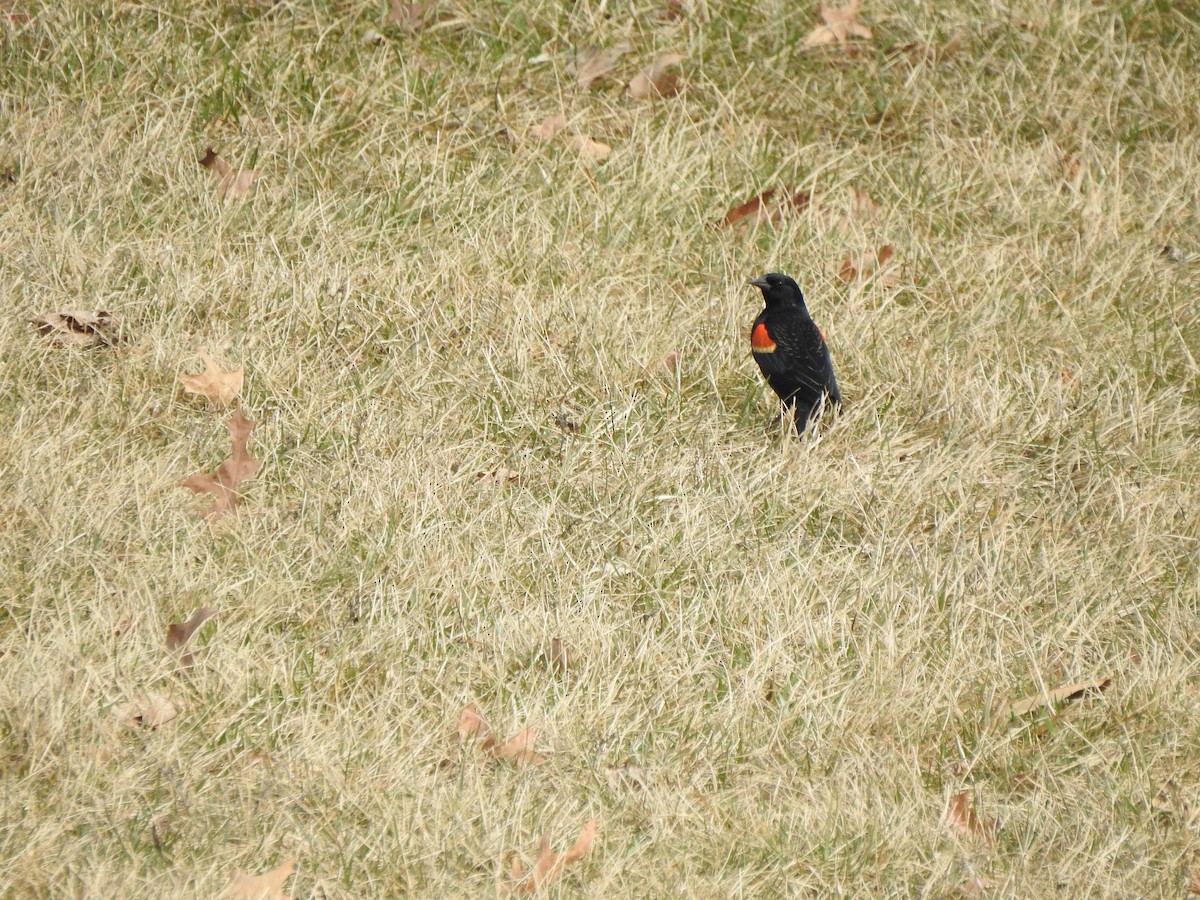 Red-winged Blackbird - ML615407586