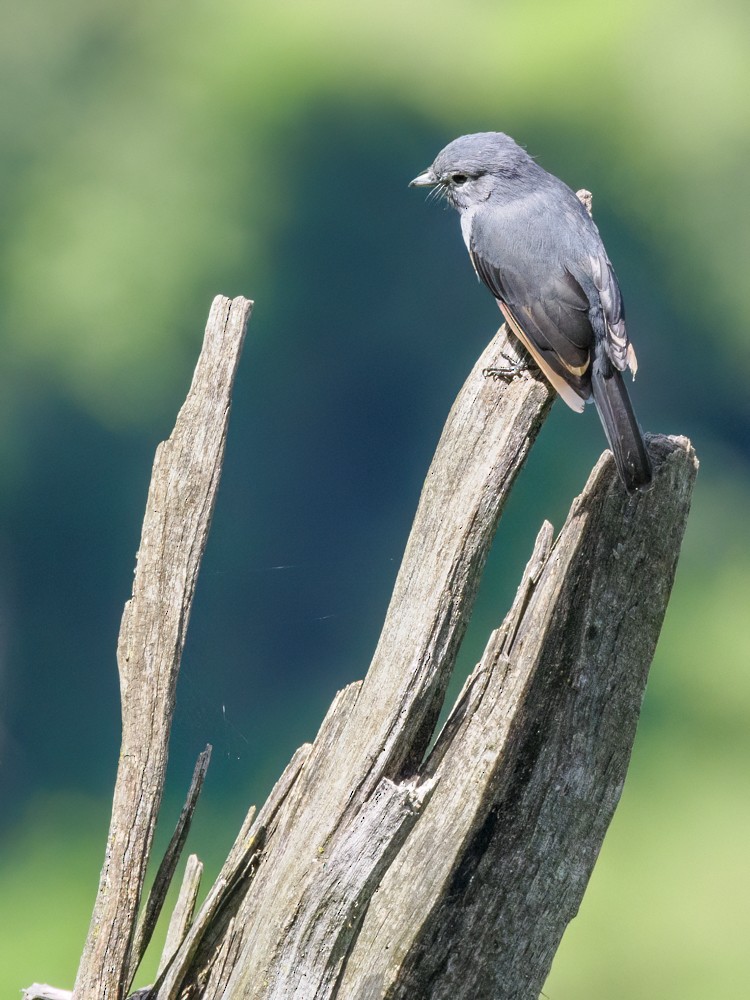 White-eyed Slaty-Flycatcher - ML615407591