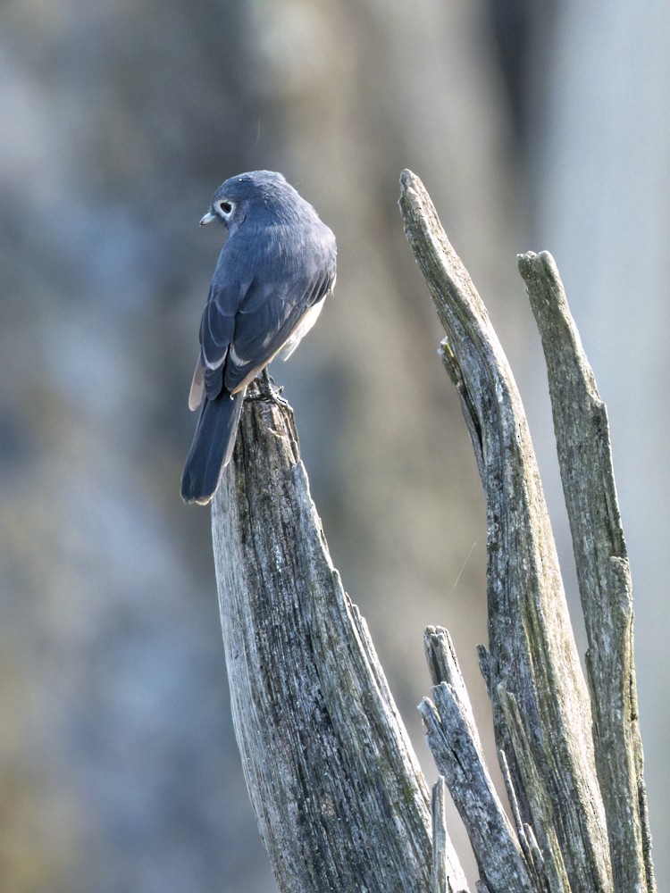 White-eyed Slaty-Flycatcher - ML615407592