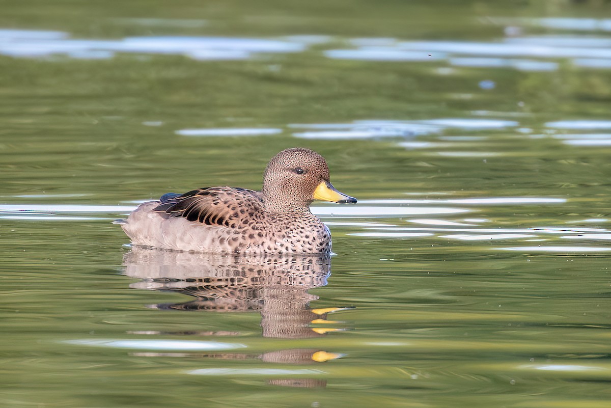 Yellow-billed Teal - ML615407619