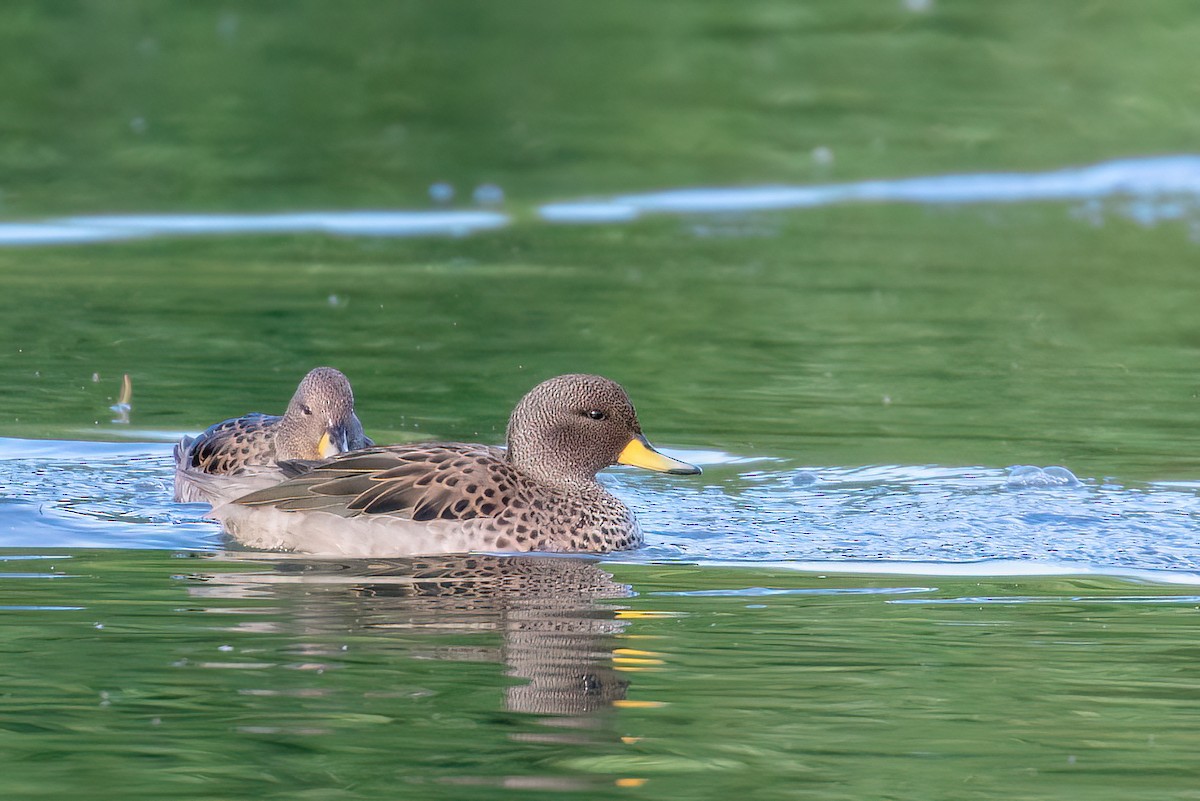 Yellow-billed Teal - ML615407622