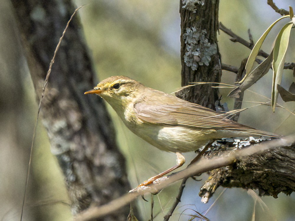 Willow Warbler - ML615407711