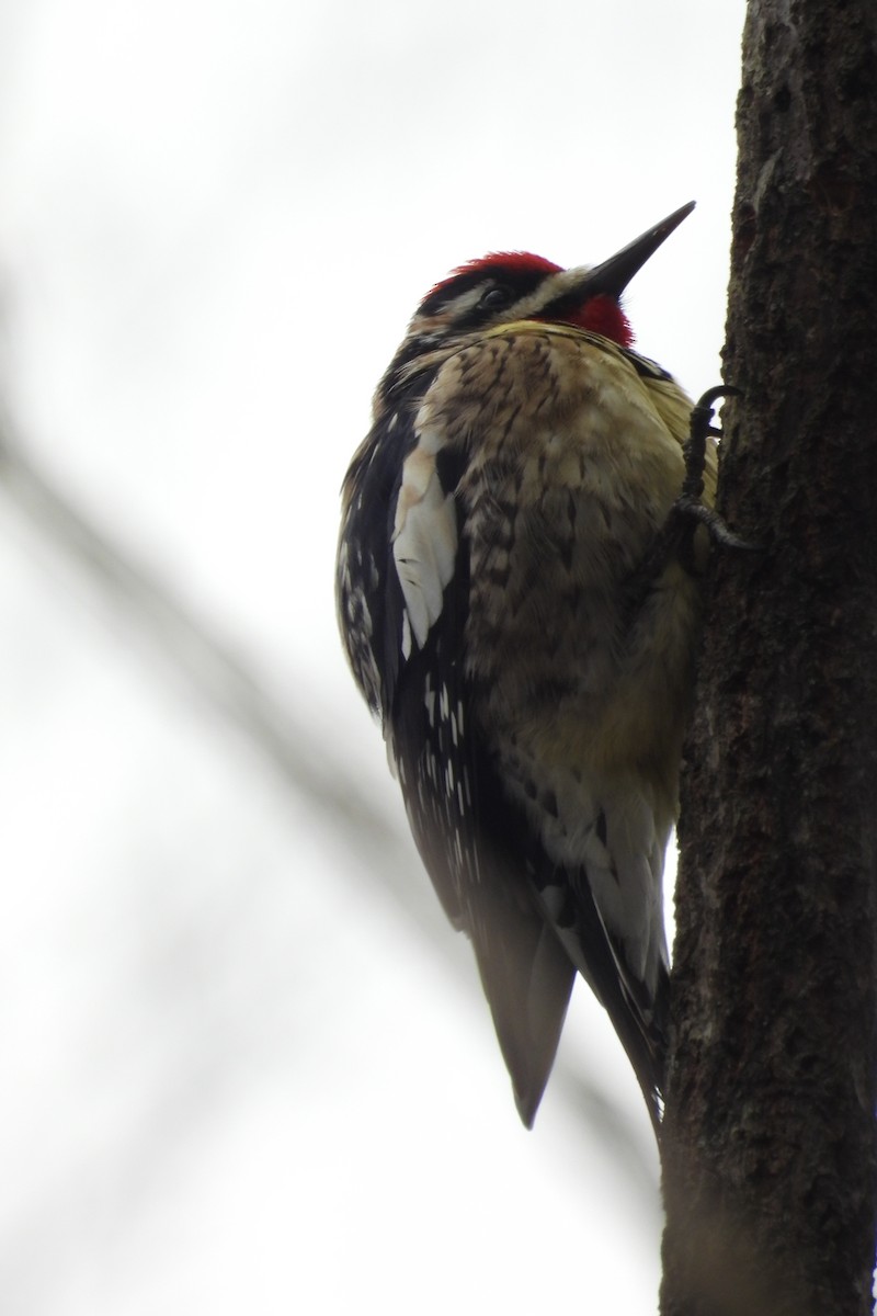 Yellow-bellied Sapsucker - ML615407747