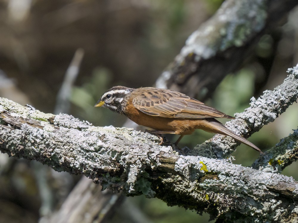 Cinnamon-breasted Bunting - ML615407765