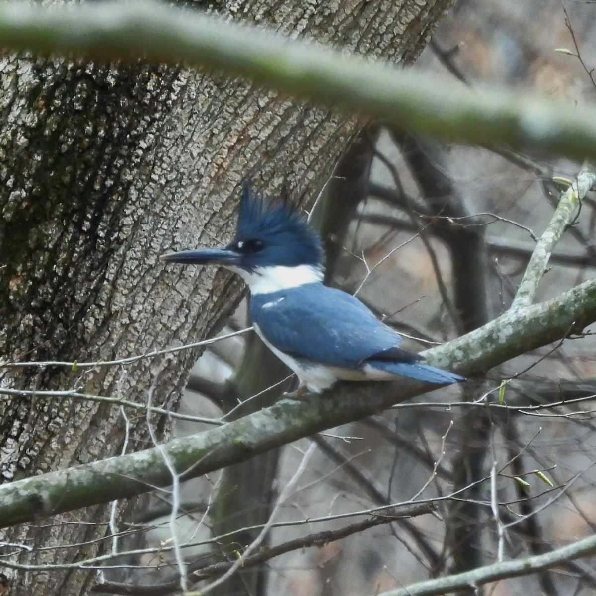 Belted Kingfisher - ML615407767