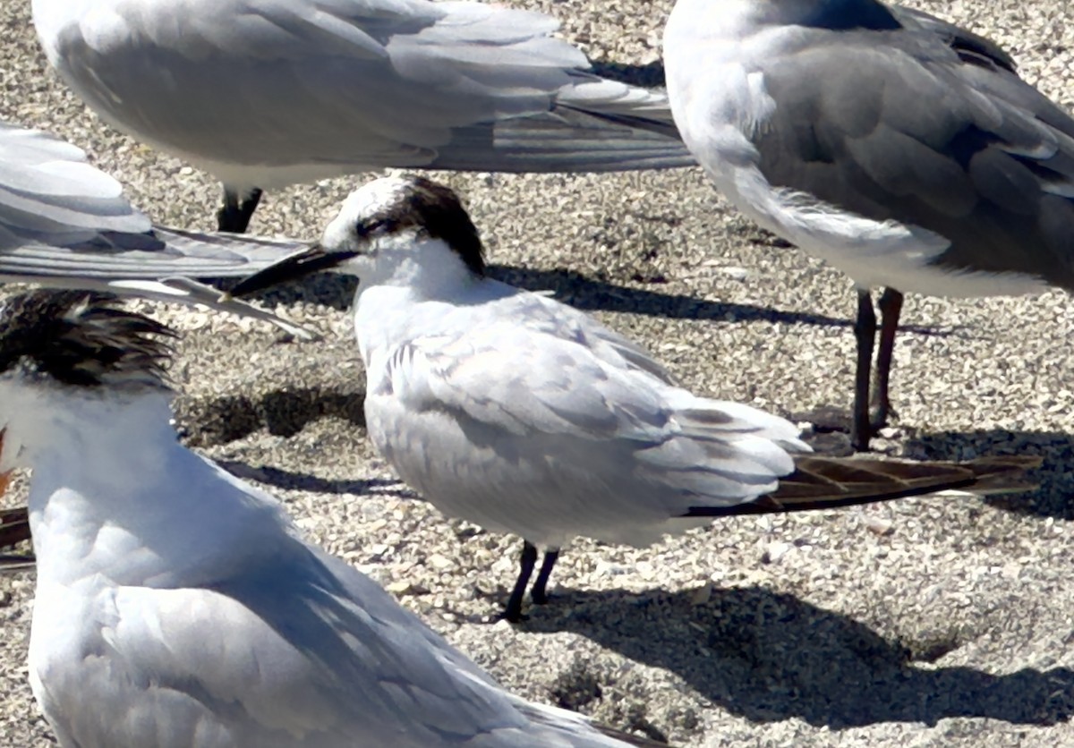 Sandwich Tern (Cabot's) - ML615407770