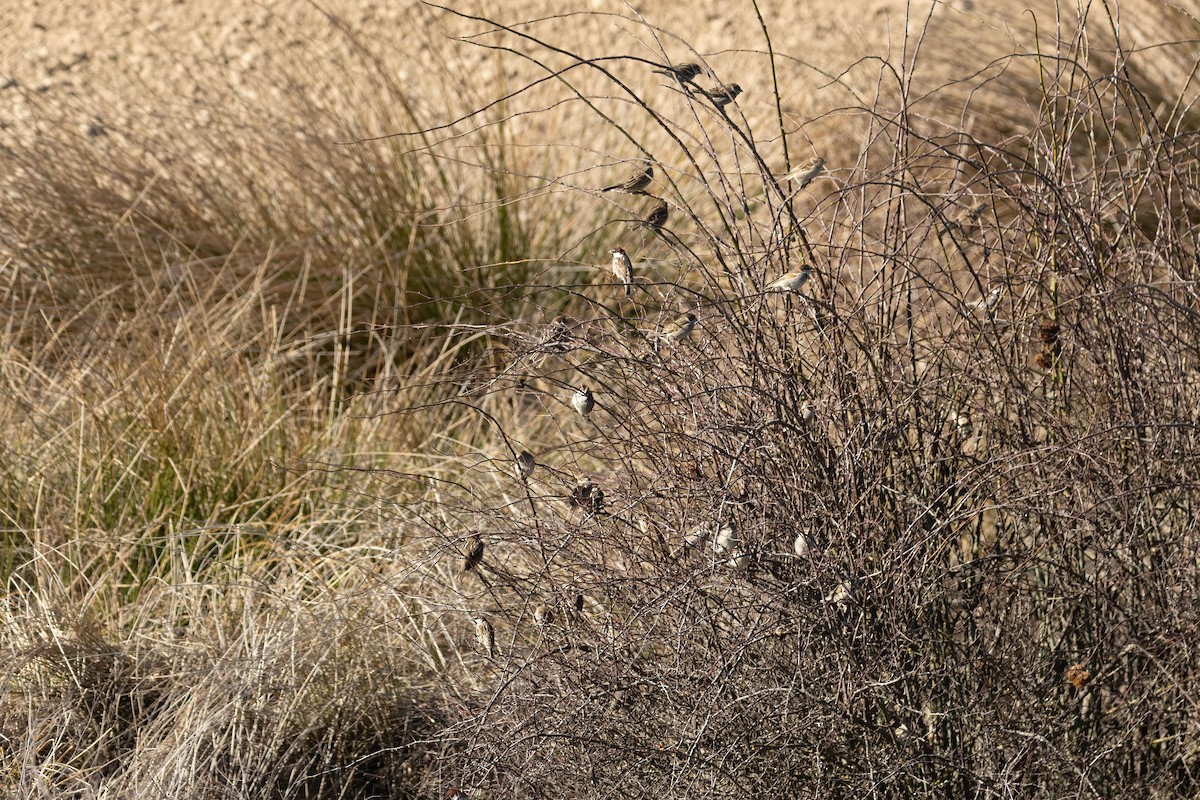 Spanish Sparrow - ML615407773