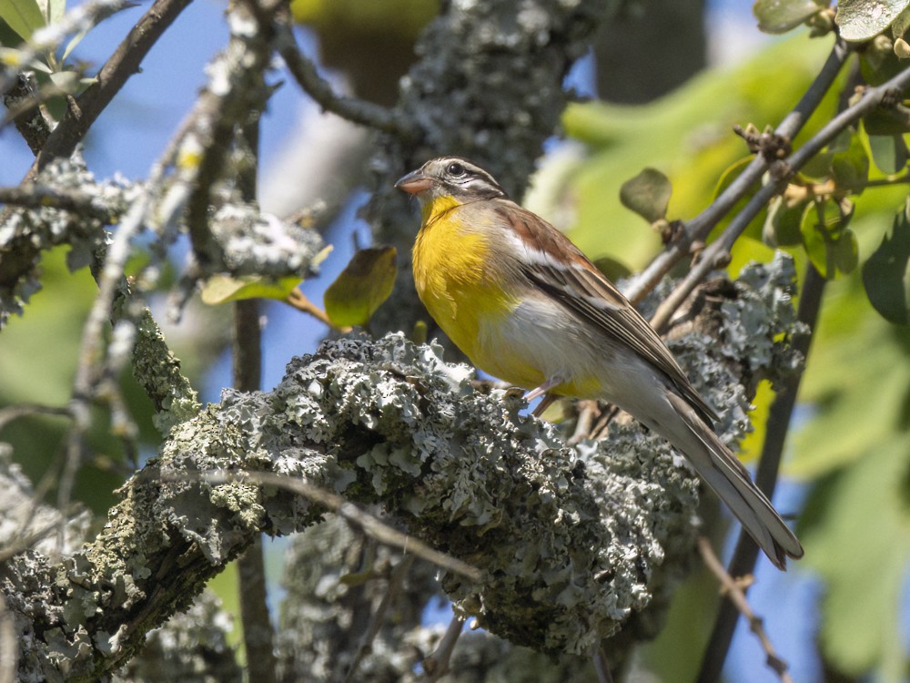 Golden-breasted Bunting - ML615407793