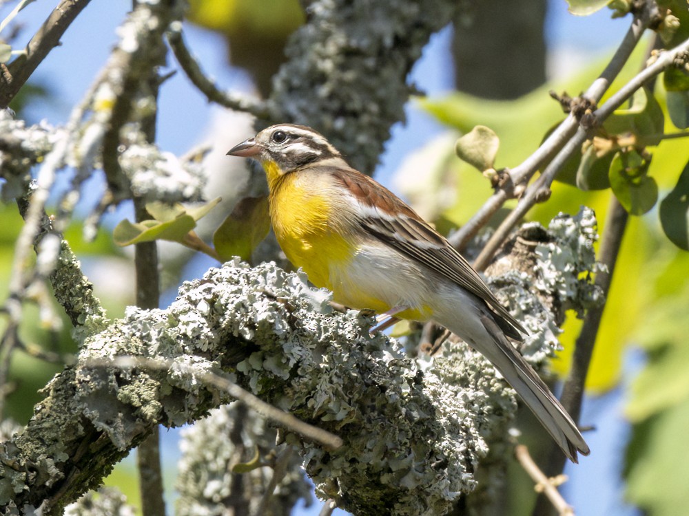 Golden-breasted Bunting - ML615407794