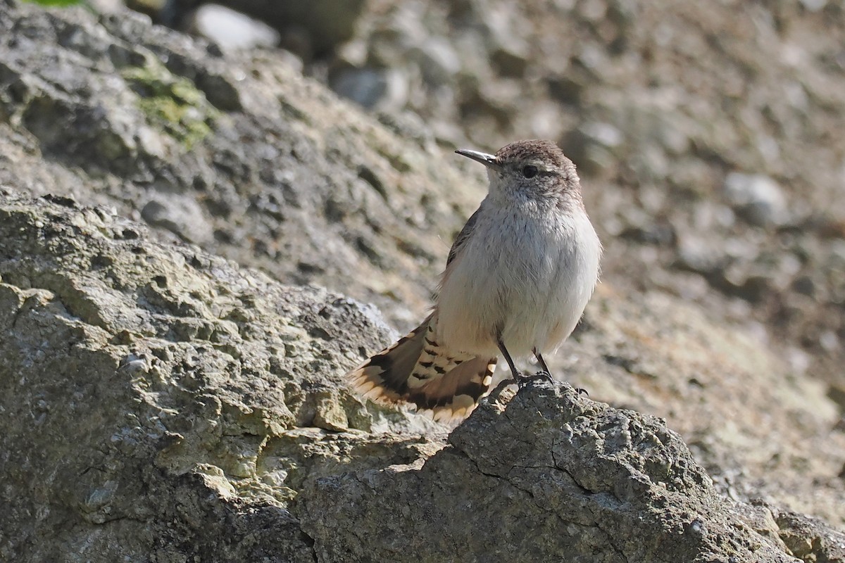 Rock Wren - Donna Pomeroy