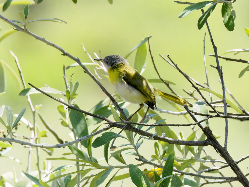 Yellow-breasted Apalis - ML615407829
