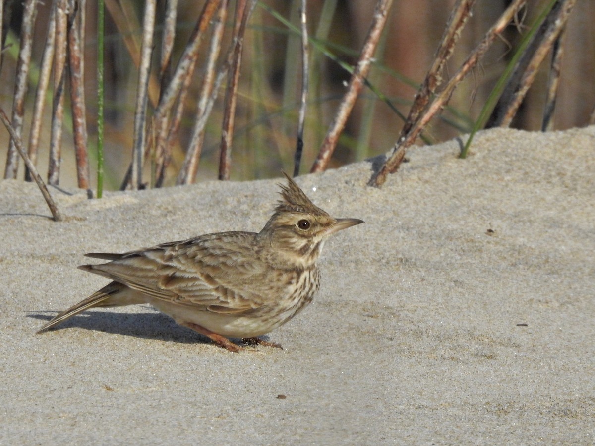 Crested Lark - ML615407852