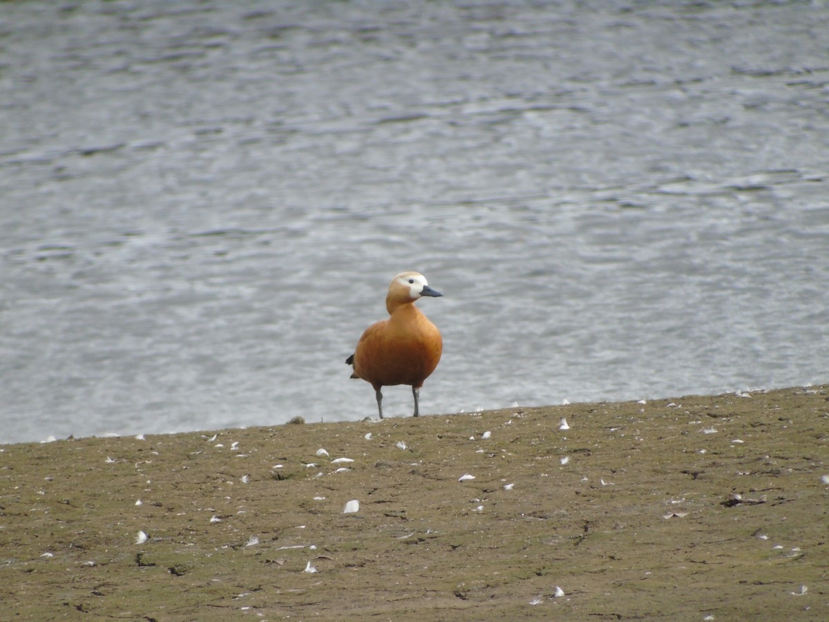 Ruddy Shelduck - ML615407941