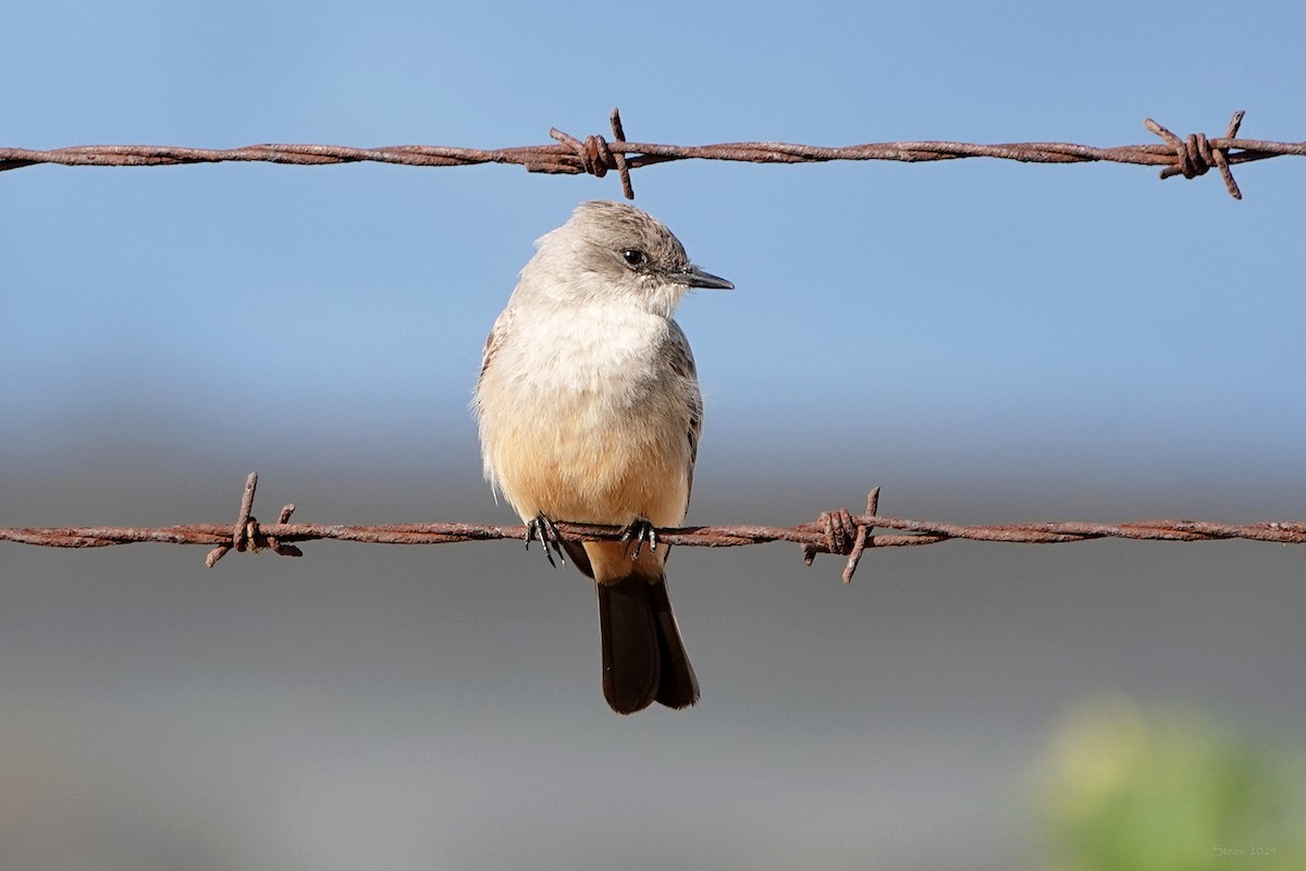 Say's Phoebe - Steve Neely