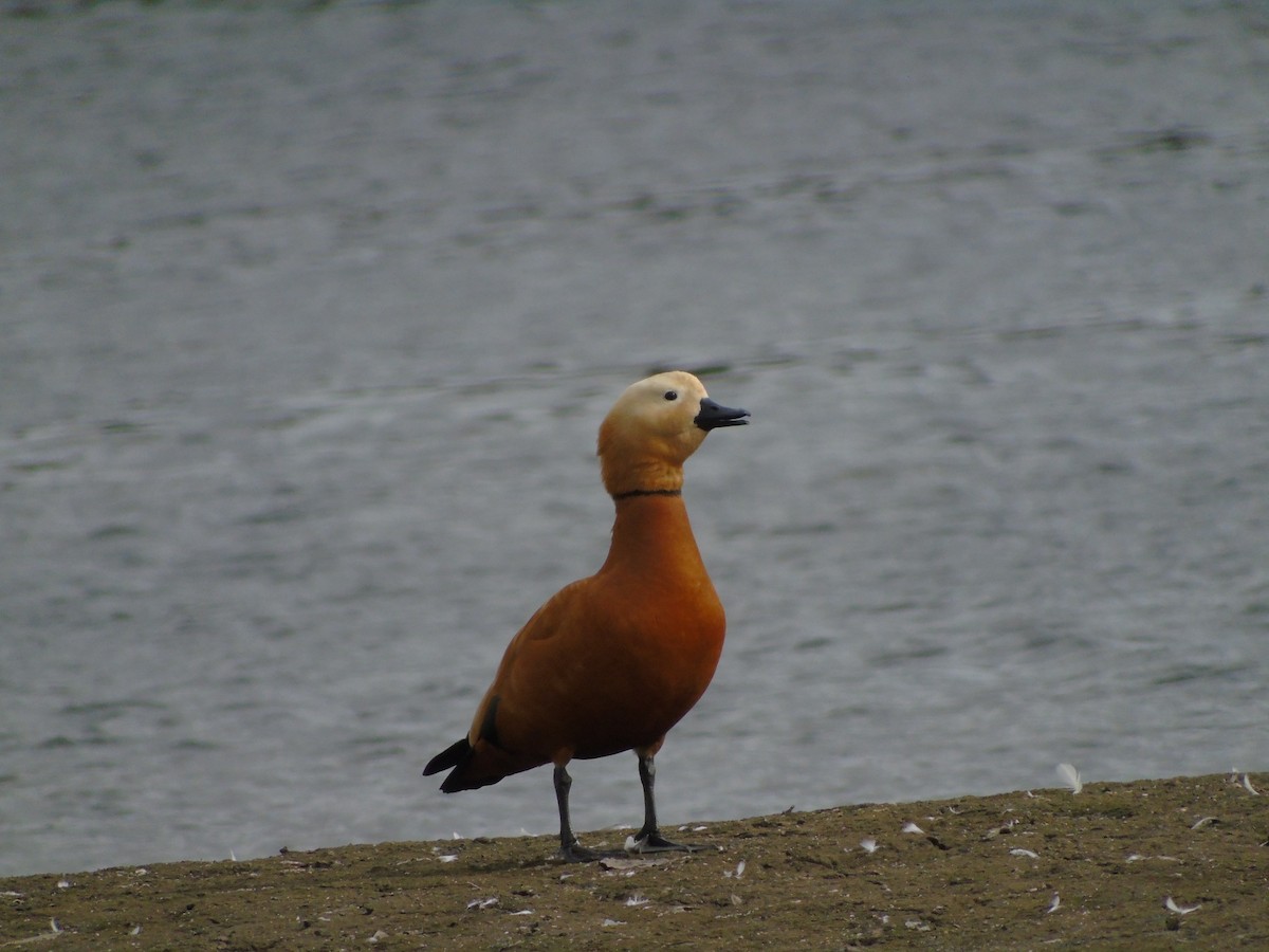 Ruddy Shelduck - Hugo Díez Navarro