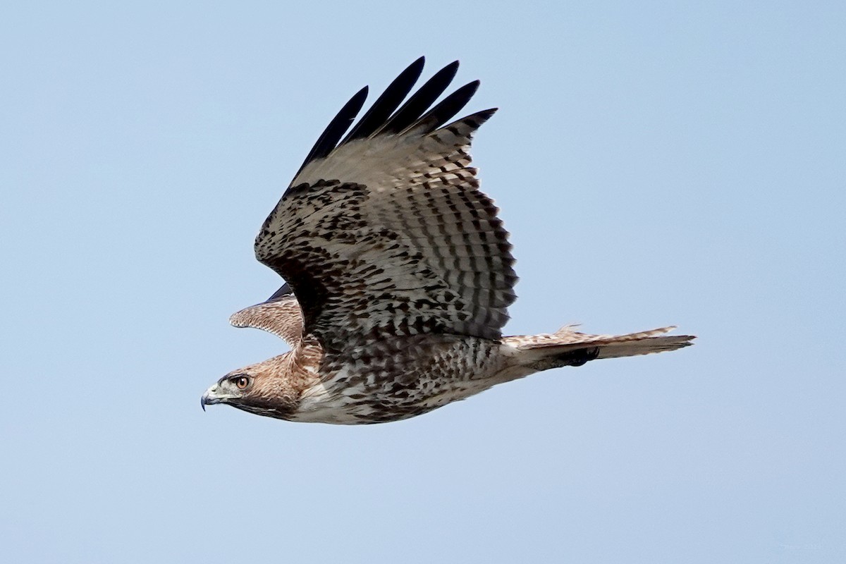 Red-tailed Hawk - Steve Neely