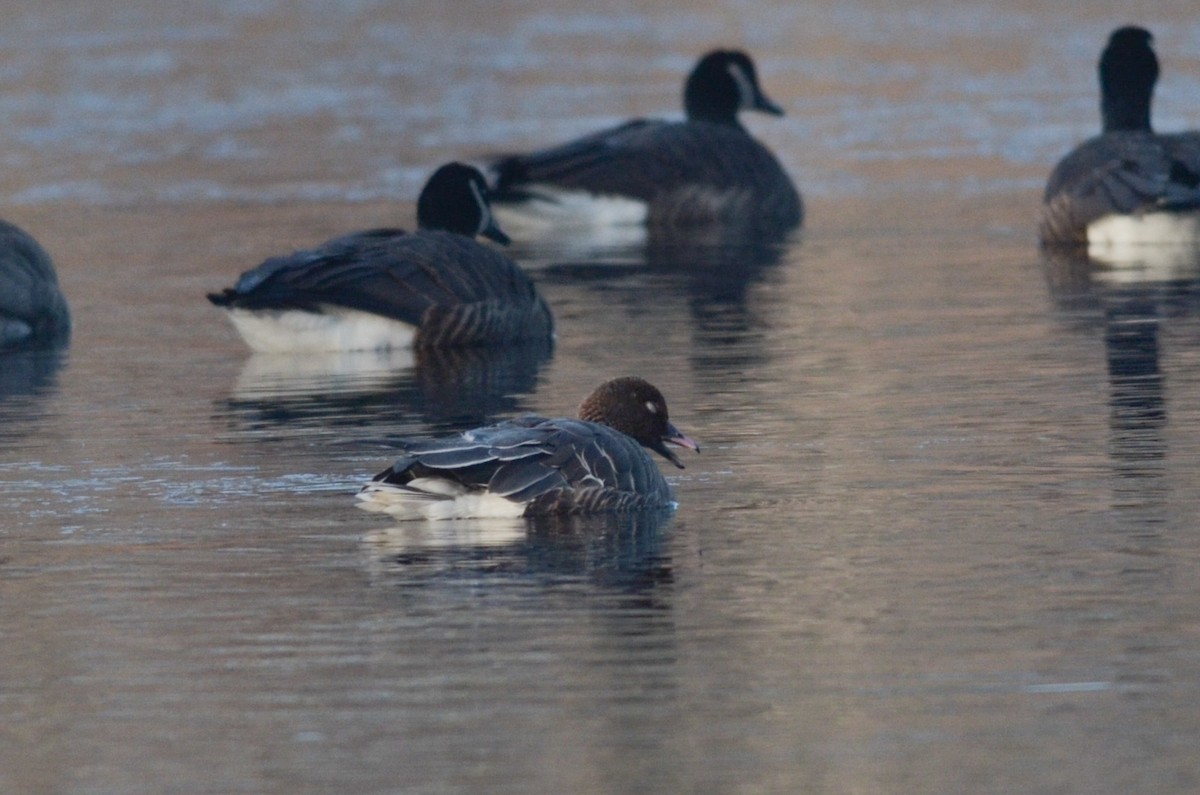 Pink-footed Goose - Nathaniel Sharp