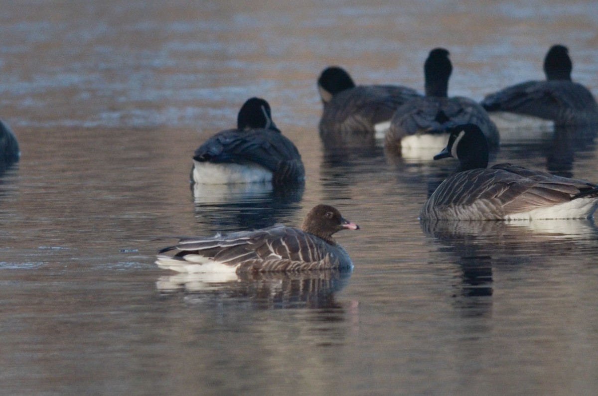 Pink-footed Goose - ML615408001