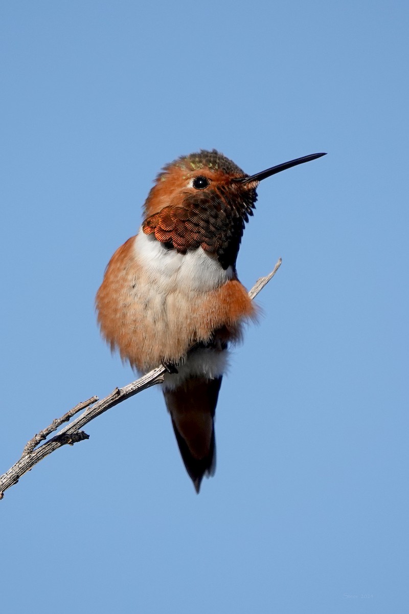 Allen's Hummingbird - Steve Neely